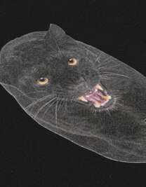 CAD-COLOR® Solvent Flock